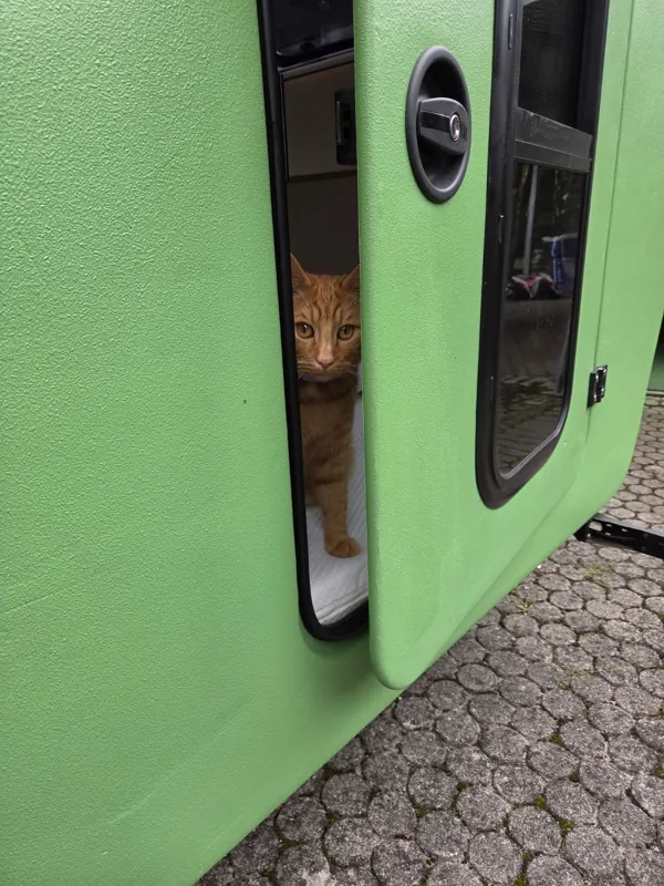 Eine rote Katze schaut neugierig aus der Seitentür des Glide